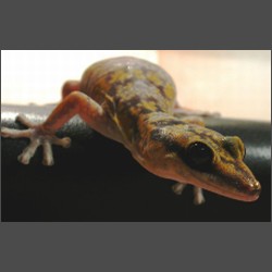 Marbled Velvet Gecko.october-2003-images.zacharoo.comDscn2246.jpg